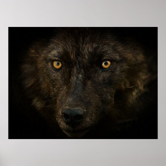 Midnight Gaze - Black Wolf Wild Animal Wildlife Poster (Voorkant)