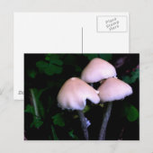 Midnight Paddenstoelen Natuur Fotografie Briefkaar Briefkaart (Voorkant / Achterkant)