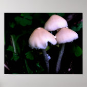 Midnight Paddenstoelen Natuur Poster (Voorkant)
