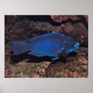 Midnight Parrotfish Poster