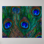 Midnight Peacock Feathers Etching Style Decor Poster (Voorkant)