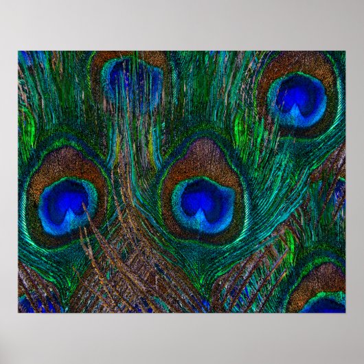 Midnight Peacock Feathers Etching Style Decor Poster (Voorkant)