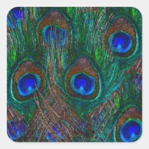 Midnight Peacock Feathers Etching Style Decor Vierkante Sticker