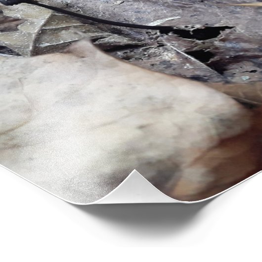 Midnight-Pet Foto Afdruk (Hoek)