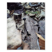 Midnight-Pet Foto Afdruk (Voorkant)