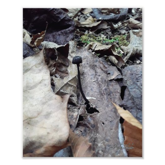 Midnight-Pet Foto Afdruk (Voorkant)