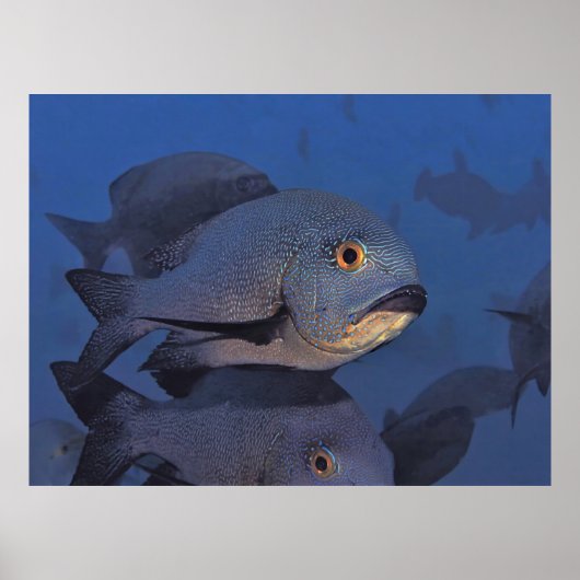 Midnight Snapper Poster (Voorkant)