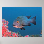 Midnight Snapper Poster (Voorkant)