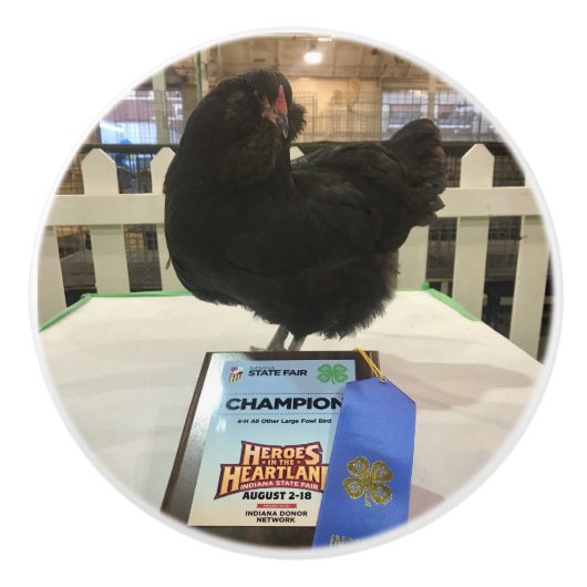 Midnight the Ameraucana champion kip knob pull Keramische Knop (Voorkant)