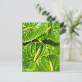 Midori Anthuriums Briefkaart (Staand voorkant)