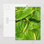 Midori Anthuriums Briefkaart (Voorkant / Achterkant)