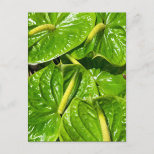 Midori Anthuriums Briefkaart