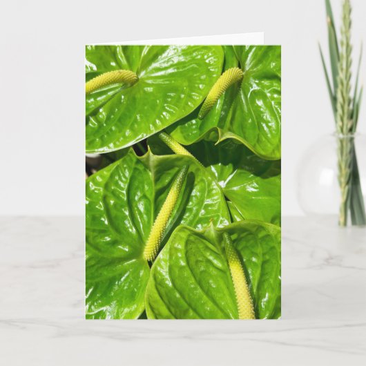 Midori Anthuriums Kaart (Voorkant)