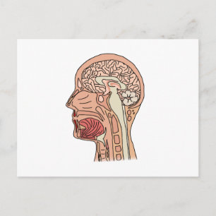 Midsagittal Brain Cross Briefkaart