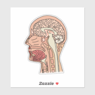 Midsagittal Brain Cross Sticker