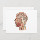 Midsagittale Hersen Dwarsdoorsnede Briefkaart (Voorkant / Achterkant)