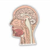 Midsagittale Hersen Dwarsdoorsnede Sticker (Voorkant)