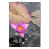 Midsummer Waterlelie (Voorkant)