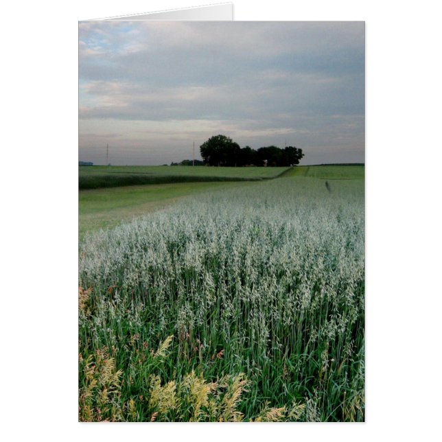 Midwest Farmland Wheat Field (Voorkant)