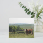 Midwest Fotografie | Mooie Koe en landschap Briefkaart (Staand voorkant)