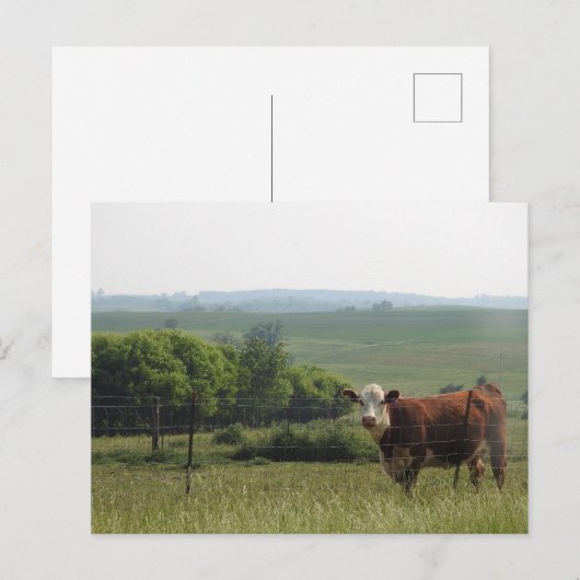 Midwest Fotografie | Mooie Koe en landschap Briefkaart (Voorkant / Achterkant)