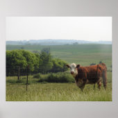 Midwest Fotografie | Mooie Koe en landschap Poster (Voorkant)
