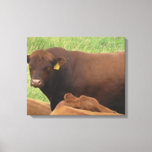 Midwest Koe Fotografie Gewikkeld Canvas Kunst (Voorkant)