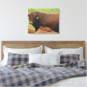 Midwest Koe Fotografie Gewikkeld Canvas Kunst (Insitu (Slaapkamer))