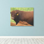 Midwest Koe Fotografie Gewikkeld Canvas Kunst (Insitu (Houten vloer))