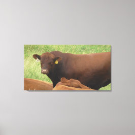 Midwest Koe Fotografie Gewikkeld Canvas Kunst