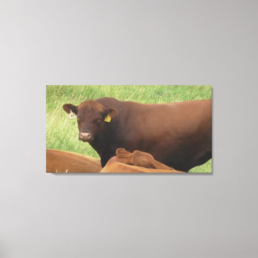 Midwest Koe Fotografie Gewikkeld Canvas Kunst (Voorkant)