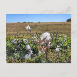 Midwest Milkweed Briefkaart