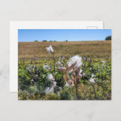 Midwest Milkweed Briefkaart (Voorkant / Achterkant)