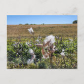 Midwest Milkweed Briefkaart (Voorkant)