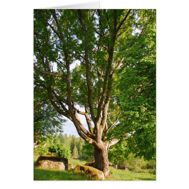 Midzomer Light Småland (Voorkant)