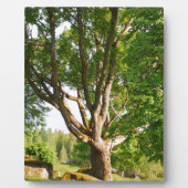 Midzomer Light Småland Fotoplaat (Voorkant)