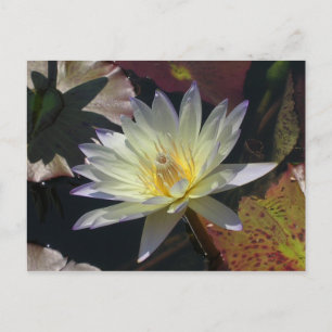Midzomer Water Lily Aankondigingskaart