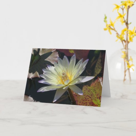 Midzomer Water Lily Kaart (Gele Bloem)