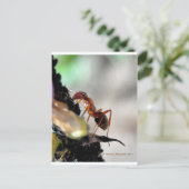 mier g briefkaart (Staand voorkant)