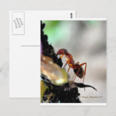 mier g briefkaart (Voorkant / Achterkant)