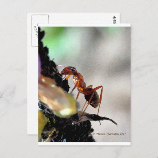 mier g briefkaart (Voorkant / Achterkant)