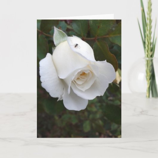Mier op een witte Rose Blank Kaart (Voorkant)