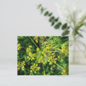 Mier, Web, en Onkruid Briefkaart (Staand voorkant)