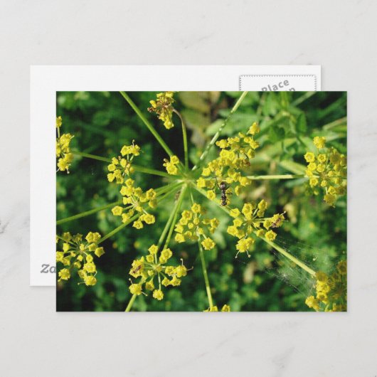 Mier, Web, en Onkruid Briefkaart (Voorkant / Achterkant)