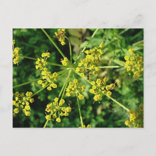 Mier, Web, en Onkruid Briefkaart (Voorkant)