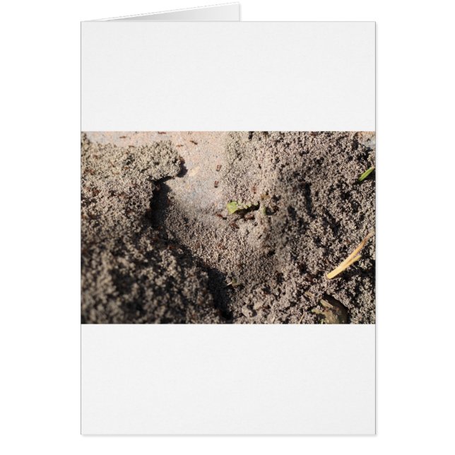 Mieren gaan marcheren (Voorkant)