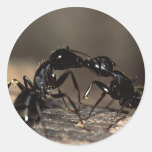 mieren ronde sticker