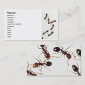 mieren visitekaartje (Voorkant / Achterkant)