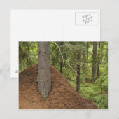 Mierenheuvel in bos briefkaart (Voorkant / Achterkant)