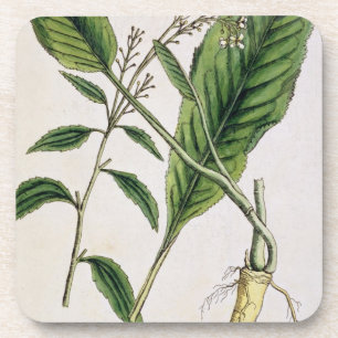 Mierikswortel, bord 415 uit 'A Curious Herbal', pu Bier Onderzetter